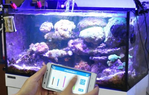 Beberapa Tips Sistem Pencahayaan Pada Aquarium Air Laut