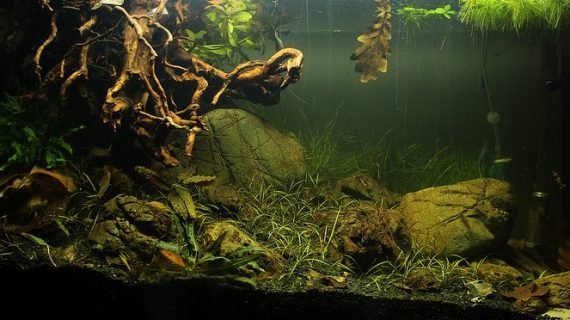 Penggantian Dekorasi Aquascape Piranha Ocean World TSB Bandung