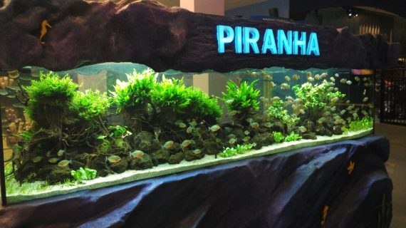 Aquascape Piranha Ocean World Trans Studio Bandung