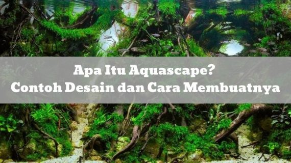 Apa Itu Aquascape? Contoh Desain dan Cara Membuatnya