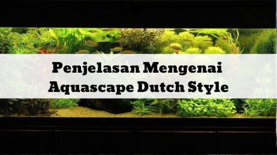 Penjelasan Mengenai Aquascape Dutch Style, Mari Kita Simak