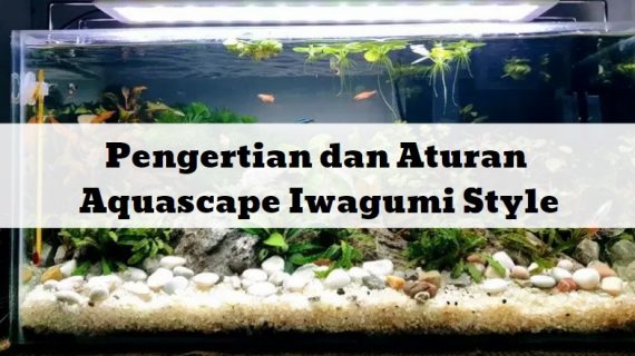 Pengertian dan Aturan Mengenai Aquascape Iwagumi Style