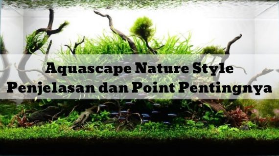 Aquascape Nature Style : Penjelasan dan Point Pentingnya