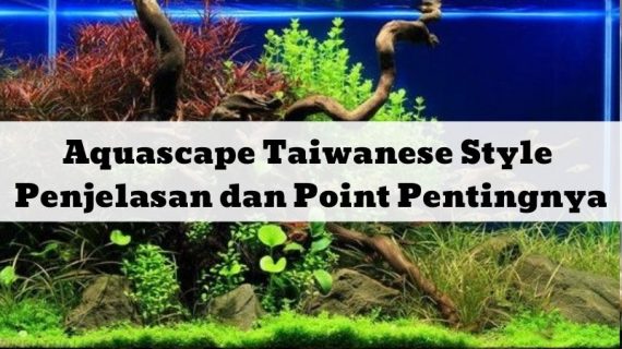 Aquascape Taiwanese Style: Penjelasan dan Point Pentingnya
