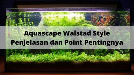 Aquascape Walstad Style: Penjelasan dan Point Pentingnya