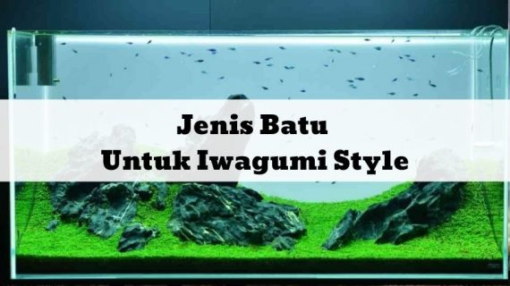 Jenis Batu Untuk Iwagumi Style
