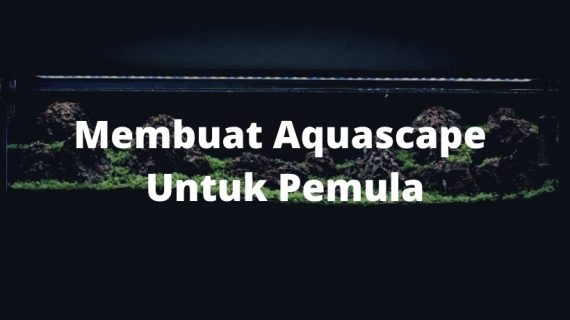 Membuat Aquascape Untuk Pemula, Mari Simak Tips Mudahnya