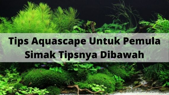 Tips Aquascape Untuk Pemula, Simak Tipsnya Dibawah