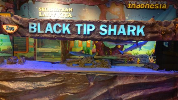 Black Tip Shark Trans Studio Bandung