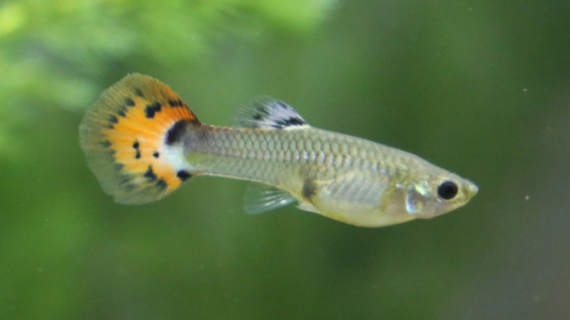 Cara Memilih Jenis Ikan Untuk Aquascape, Beserta Contohnya