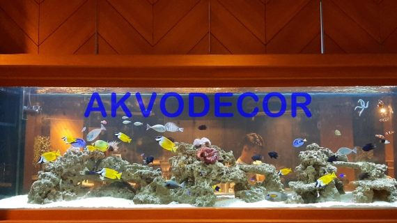 Aquarium Laut Fish Only, Salah Satu Proyek Akvodecor di GKM Tower