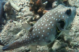 Ikan Buntal, Si Ikan Lucu dan Imut yang Beracun