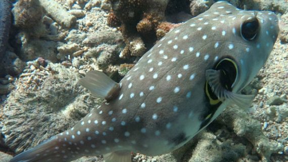 Ikan Buntal, Si Ikan Lucu dan Imut yang Beracun