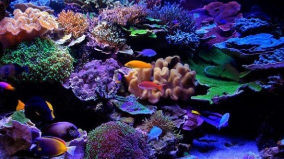 Ikan Hias Air Laut Yang Di Pelihara Dalam Aquarium (Part 2)