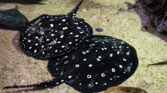 Ikan Pari Si Burung Laut yang Mempesona dan Berbahaya