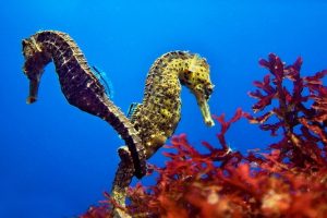 Kuda Laut Si Lambat yang Mempesona dengan Beragam Keunikannya