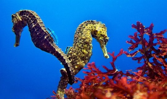 Kuda Laut Si Lambat yang Mempesona dengan Beragam Keunikannya