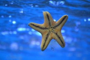 Mengenal Bintang Laut Lebih Dekat, 5 Fakta Uniknya