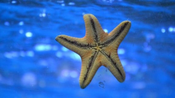 Mengenal Bintang Laut Lebih Dekat, 5 Fakta Uniknya