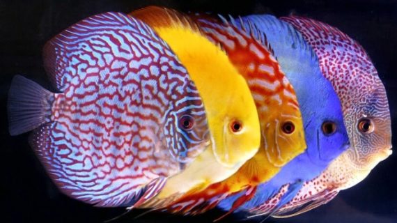 Ikan Diskus, Inilah Cara Memeliharanya dengan Benar