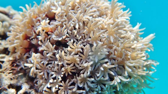 Jenis-Jenis Nano Coral yang Bisa Dijadikan Pilihan Untuk Dipelihara