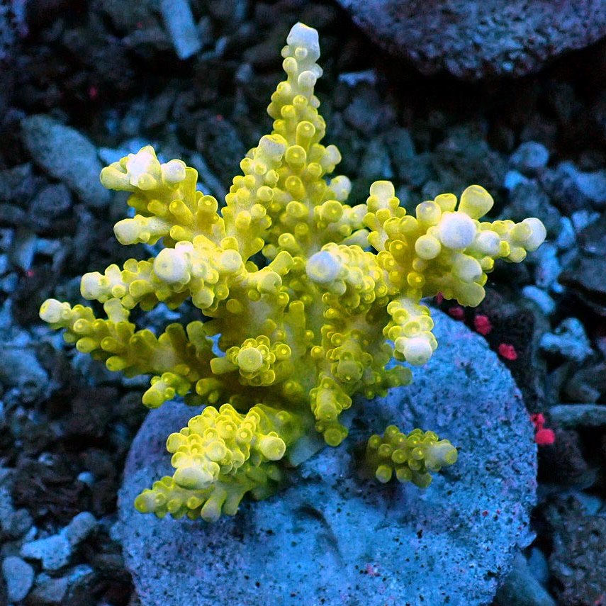 Acropora