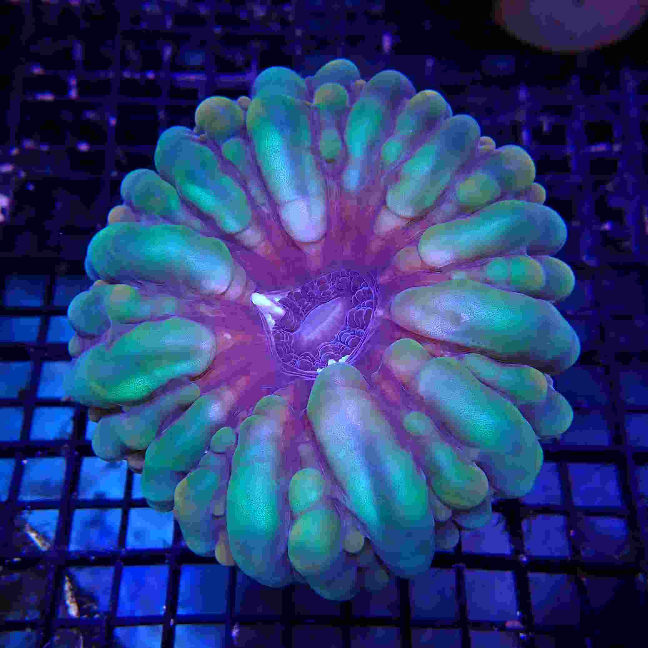 Cynarina Coral