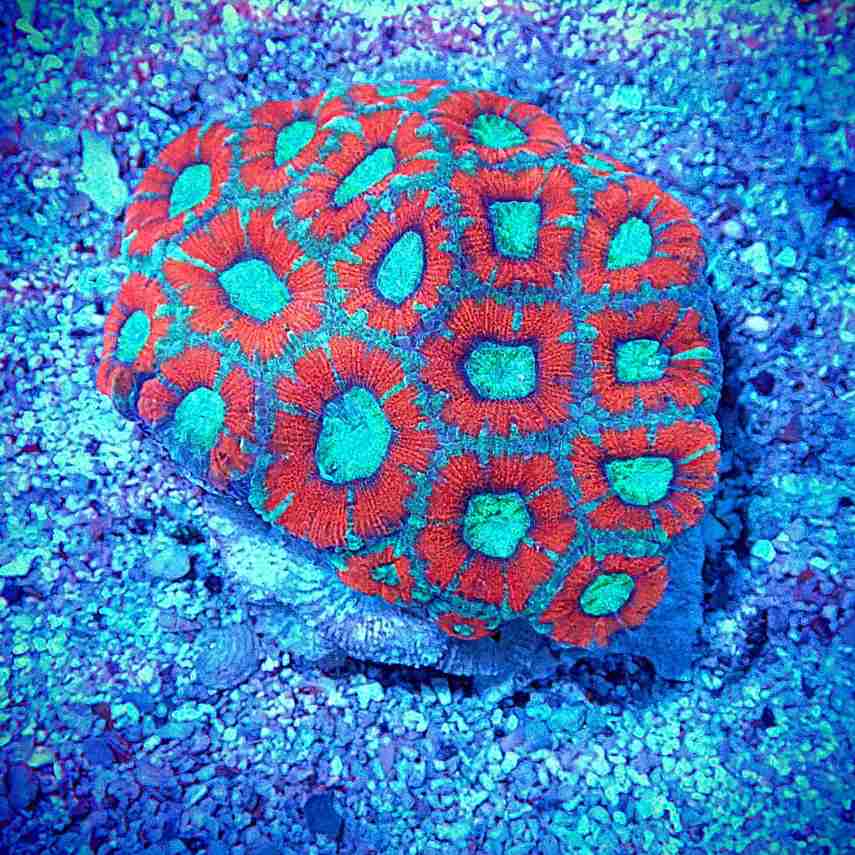 Micromussa